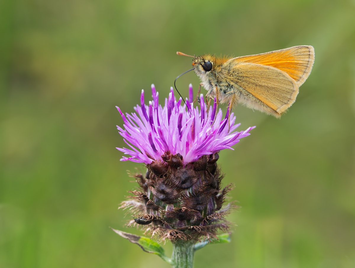 Small Skipper 7